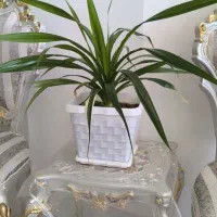 ۳۰عددگل زیبا وبزرگ برامغازه یاخونه فقط ..ازدست نده