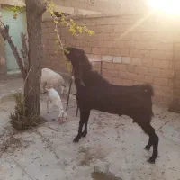 بحده داشتی