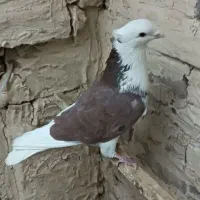 کبوتر هما|پرنده|شهر ری, شهرک نظامی|دیوار