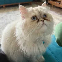 گربه