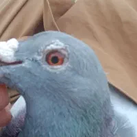 کبوتر معاوضه