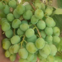 غوره فخری وخراسانی