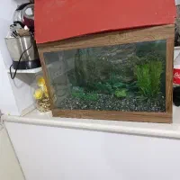 آکواریوم با سنگ ولامپ درختچه