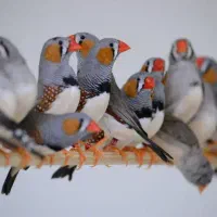 50 عدد فنچ زبرا به صورت کلی