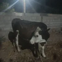 فروش گوساله جوان