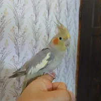 عروس هلندی نر