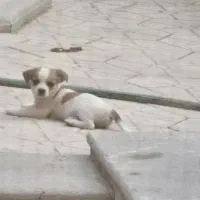 توله سگ