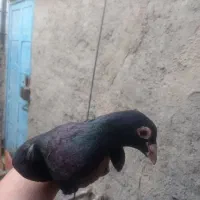 کفتر