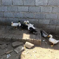اردک پکنی  فروش یا معاوضه