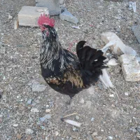 یک عدد خروس گلین جوان