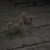 دو قلاده سگ شیتزو تریر قیمت توافقی