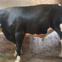 گوساله گاو نر
