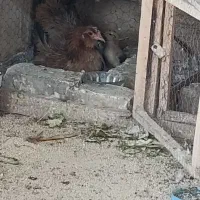 مرغ کلین با یک عدد جوجه