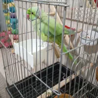 طوطی ملنگو با قفس