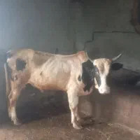 ورزا کمر سالم و سرحال