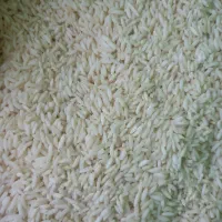 برنج محلی کاظمی بدون حشره و خالص