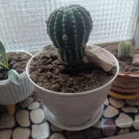 گلهای آپارتمان