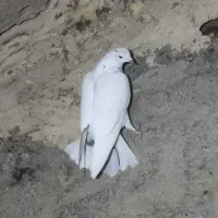 ۱۵تا کفتر خوب ب ضمانت گشت هرکس خواست پیام بده