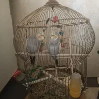فروش هلندی دستی