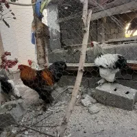 خروس برهما جوان ودرجه یک