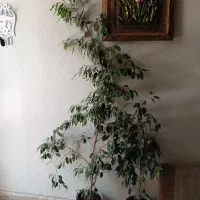 گل بنجامین بلند گل ذرتی باپا جوش ودوتاسانسوری تواف