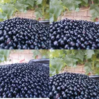 رزوک یا گیلاس وحشی