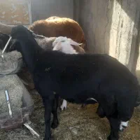 قوچ قره قزل سیاه یکساله