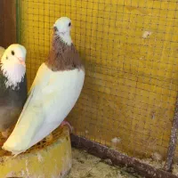طوقی زرد الماسی نرسالم