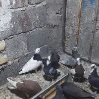 کفتر