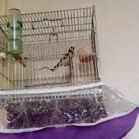 سهره‌نرقددارو‌خوش‌رنگ‌و‌رخ