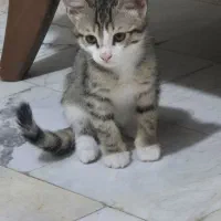 واگذاری گربه نر عقیم نشده و بچه گربه نر
