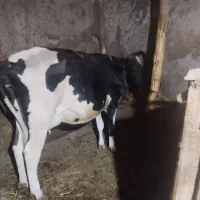 فروش گاو