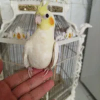 جوجه ۶۰روزه لوتینو
