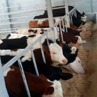 کننده هستی گاوداری پرواربندی شریک شو