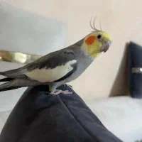 گمشده