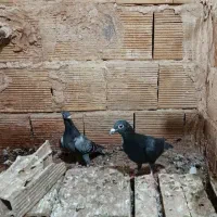 جوجه سبز پلاکی قولدور