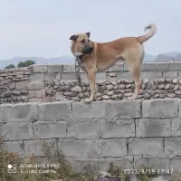 فروش سگع پژدر