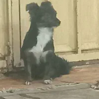 میکس پامر واشپیتز