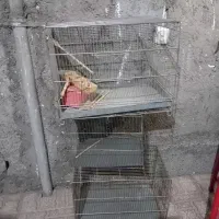 قفسه پرنده