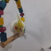 فروش پرنده