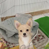 سگ پامر۹ماهه