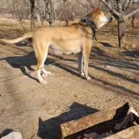 این‌ماده‌طرف‌اهر‌گم‌شده‌امروز‌هرکس‌دید‌خبر‌بده