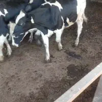 گاو هلشتاین نیم گوشت