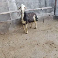 بره قوچ