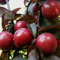رب آلوچه ترش