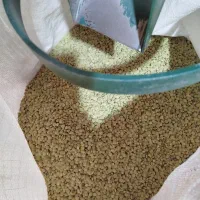 عدس تازه