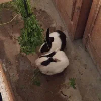 خرگوش