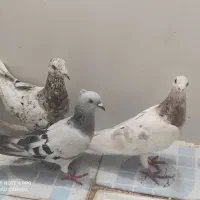 ۳تا کفترهفترنگ شکلاتی نر کله هما  نروسبزدم سفید ما