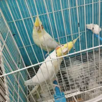 عروس هلندی جفت