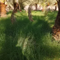 علف باغی